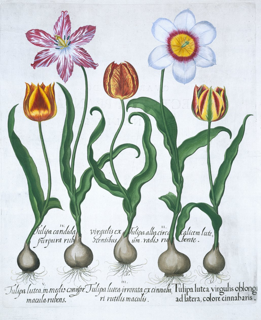 Cinq tulipes - Unbekannt