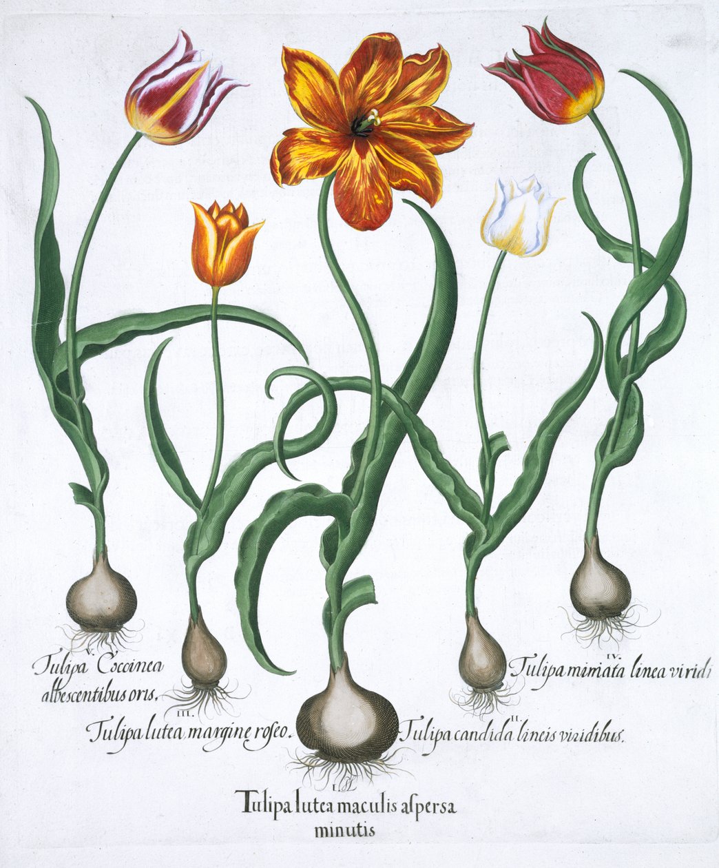 Cinq tulipes - Unbekannt