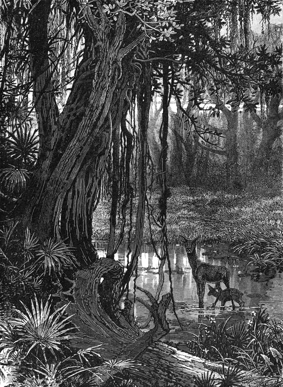 Everglades de Floride, USA - Unbekannt