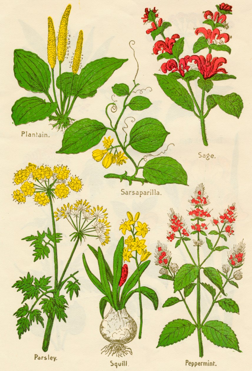 Fleurs: Plantain, Salsepareille, Sauge, Persil, Scille, Menthe poivrée - Unbekannt