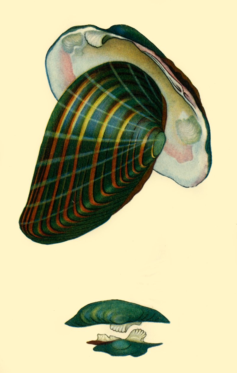 Moule d