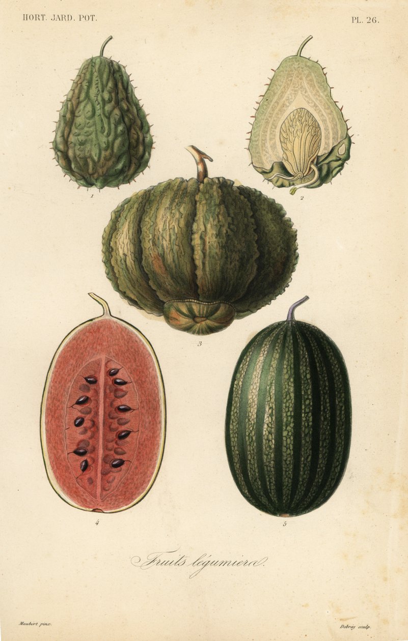 Fruits - Unbekannt