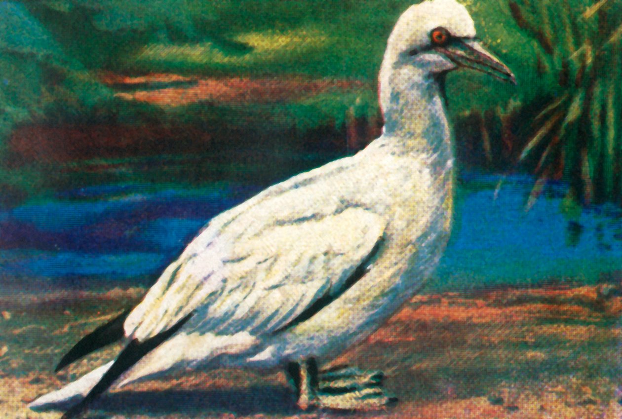 Fou de Bassan, c1928 - Unbekannt