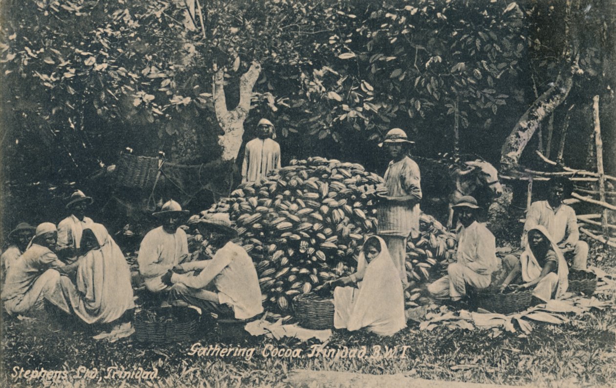Récolte de cacao, Trinidad, B.W.I., début du 20ème siècle - Unbekannt