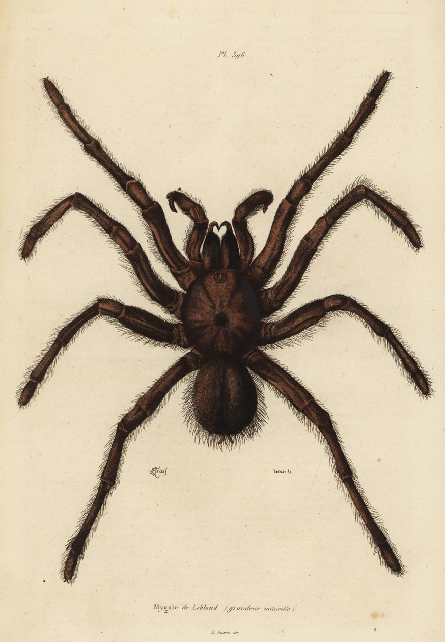 Mygale mangeuse d