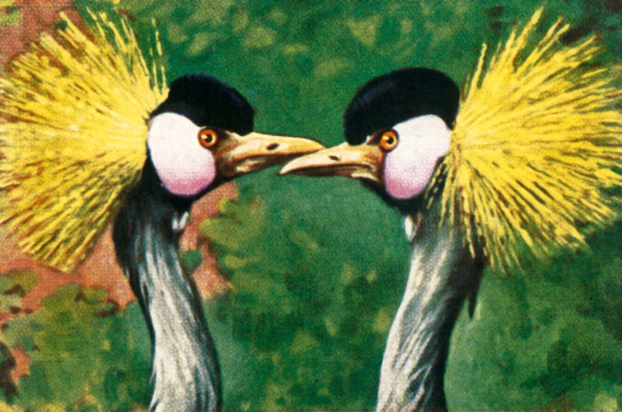 Grues couronnées grises, vers 1928 - Unbekannt
