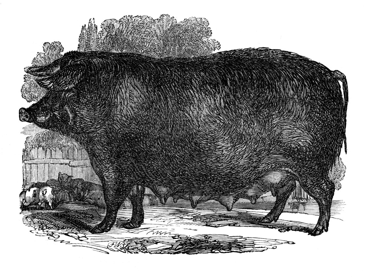 Truie Hampshire, 1848 - Unbekannt