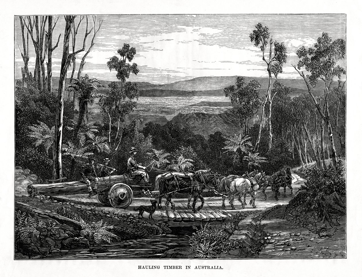 Transport de bois, Australie, 1877 - Unbekannt