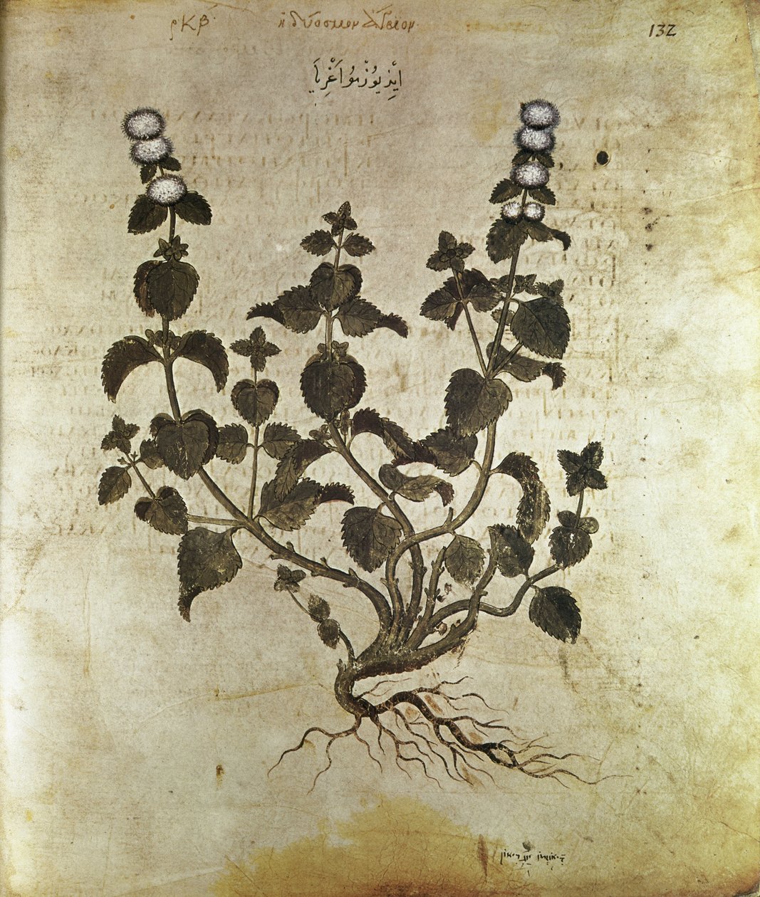 Menthe poivrée des herbiers, VIe siècle - Unbekannt
