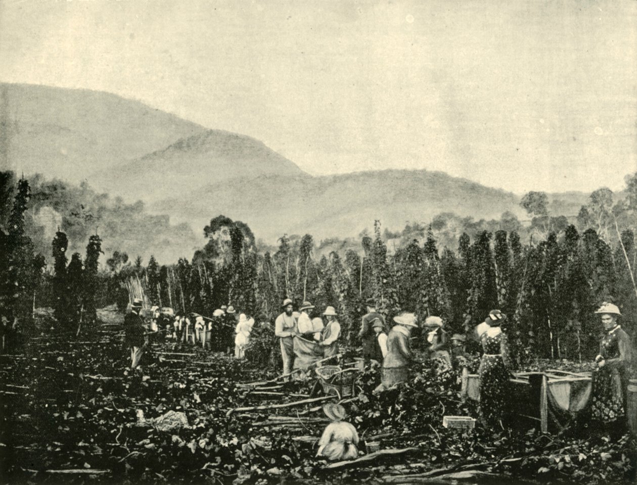 Cueillette du houblon en Tasmanie, 1901 - Unbekannt