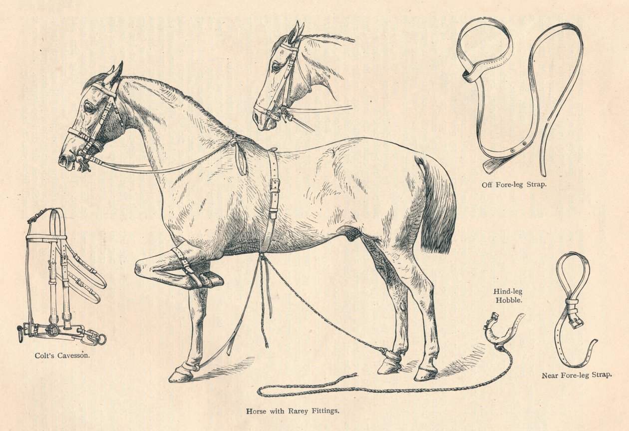 Cheval avec équipements Rarey - Unbekannt