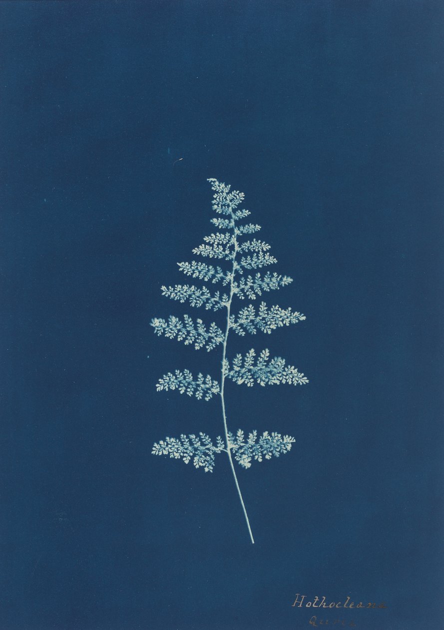 Hothocleana, vers 1850 - Unbekannt