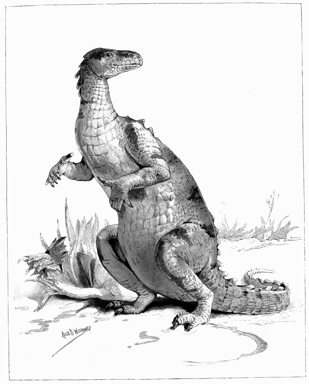 Iguanodon, 1895 - Unbekannt