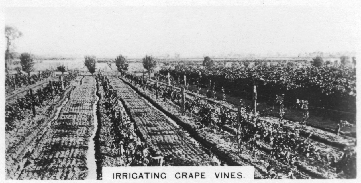 Irrigation des vignes, Australie, 1928 - Unbekannt