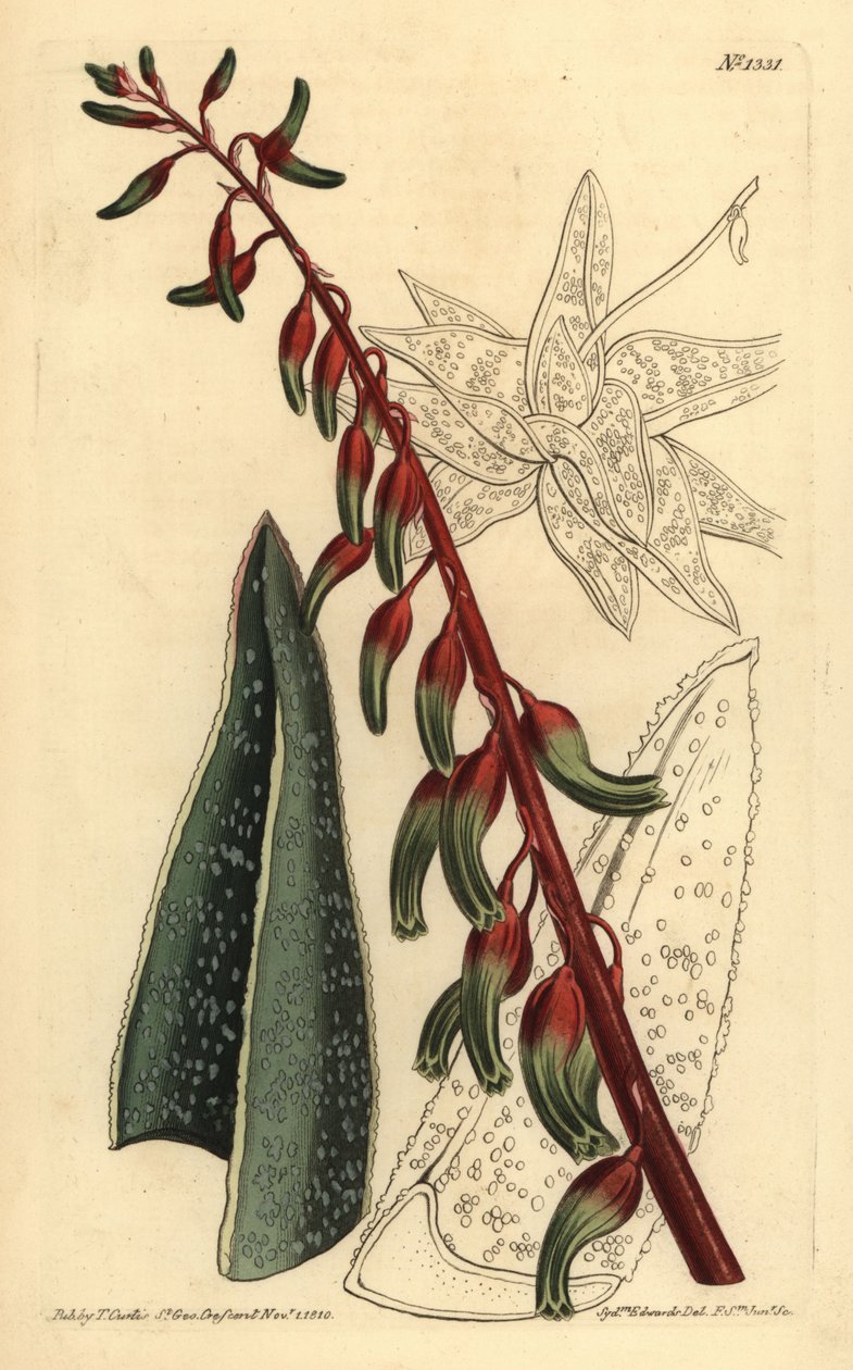 Gasteria carinata - Unbekannt