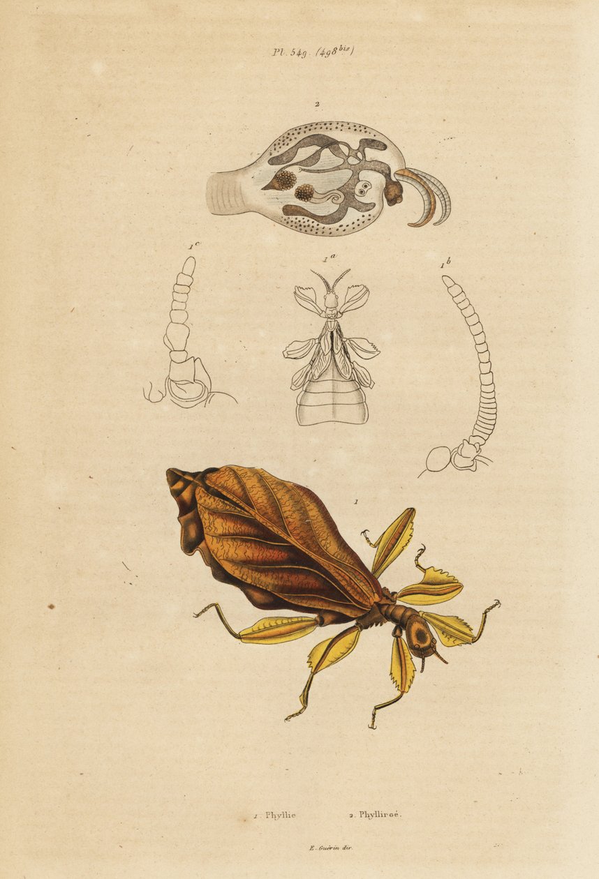Insecte feuille, espèce Phyllium, et nudibranche, espèce Phylliroe - Unbekannt