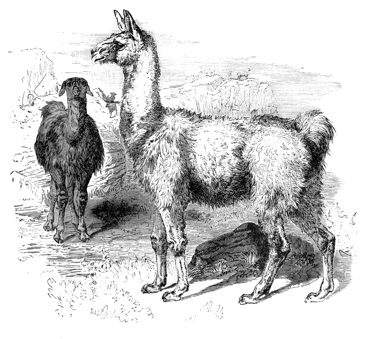 Lamas, vers 1880 - Unbekannt