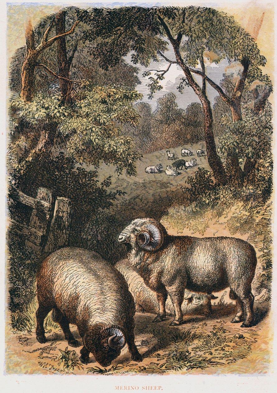 Moutons mérinos, vers 1860 - Unbekannt