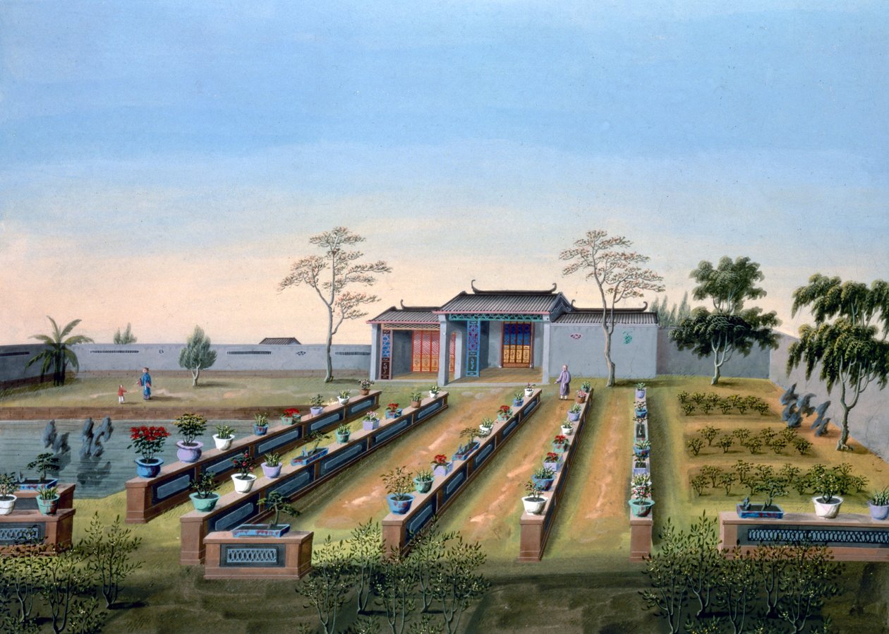 Jardin de pépinière, Chine, vers 1820-1840 - Unbekannt