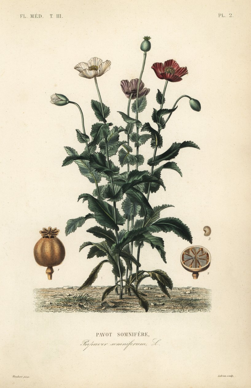 Pavot somnifère, Papaver somniferum, Pavot somnifère - Unbekannt