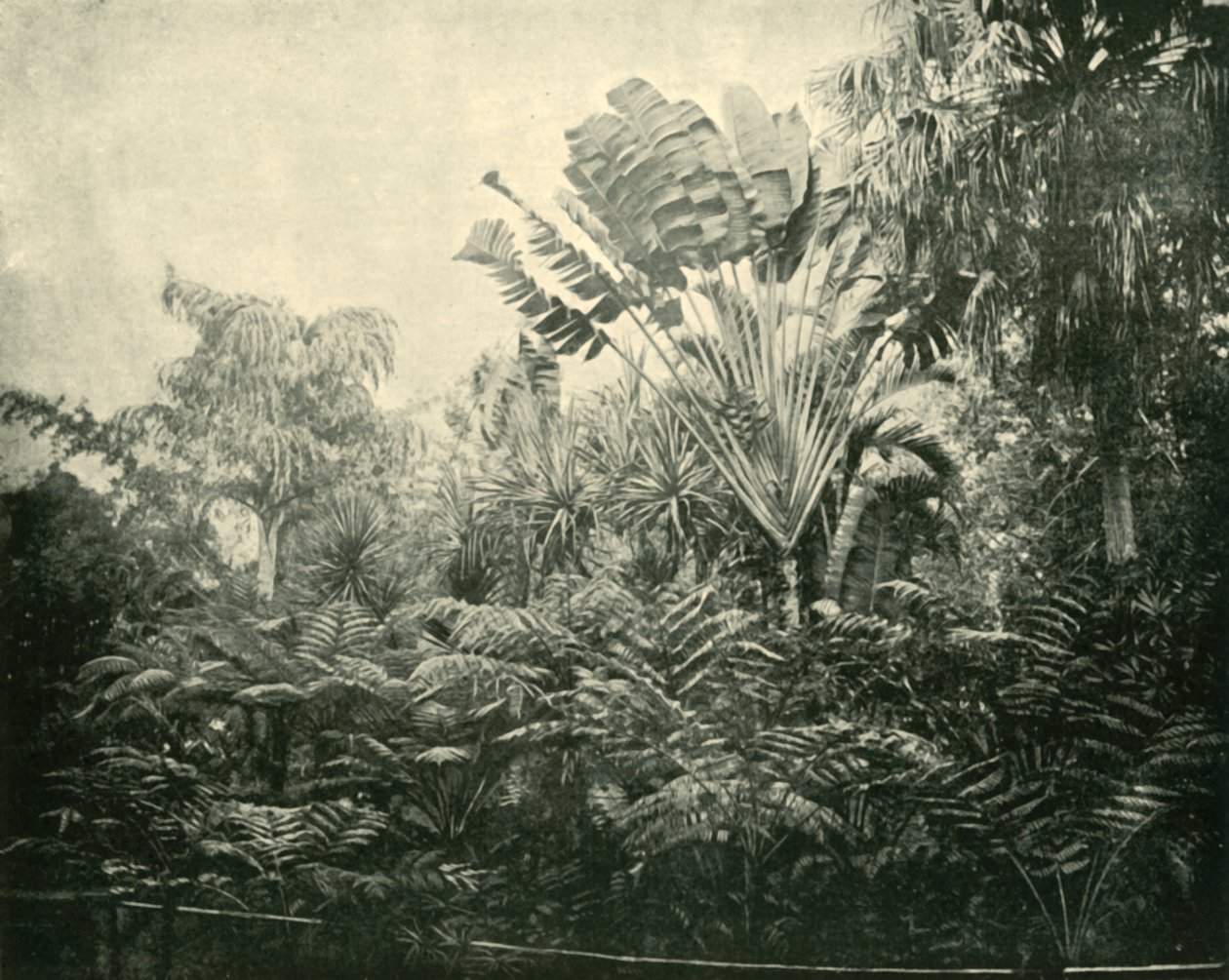 Île des Palmiers et des Fougères, Jardins Botaniques, Brisbane, 1901 - Unbekannt
