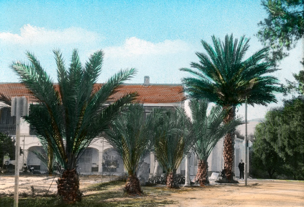 Palmiers, Hammam Meskoutine, Algérie - Unbekannt