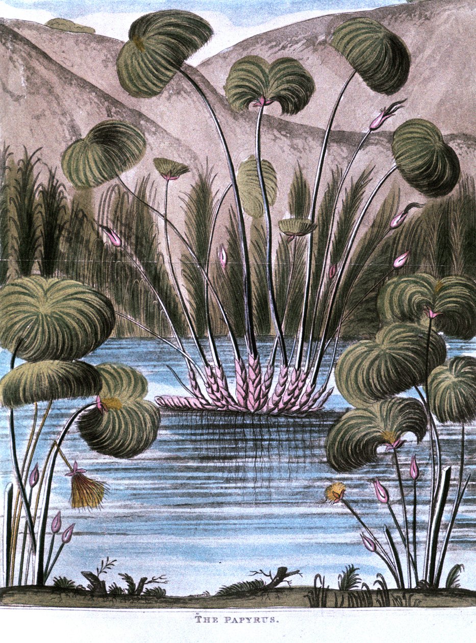 Papyrus Cyperus papyrus - Unbekannt