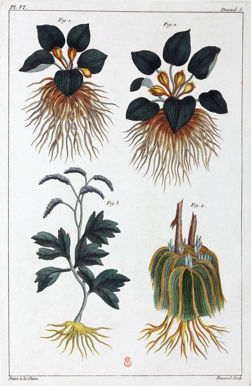 Plantes médicinales, Chine - Unbekannt