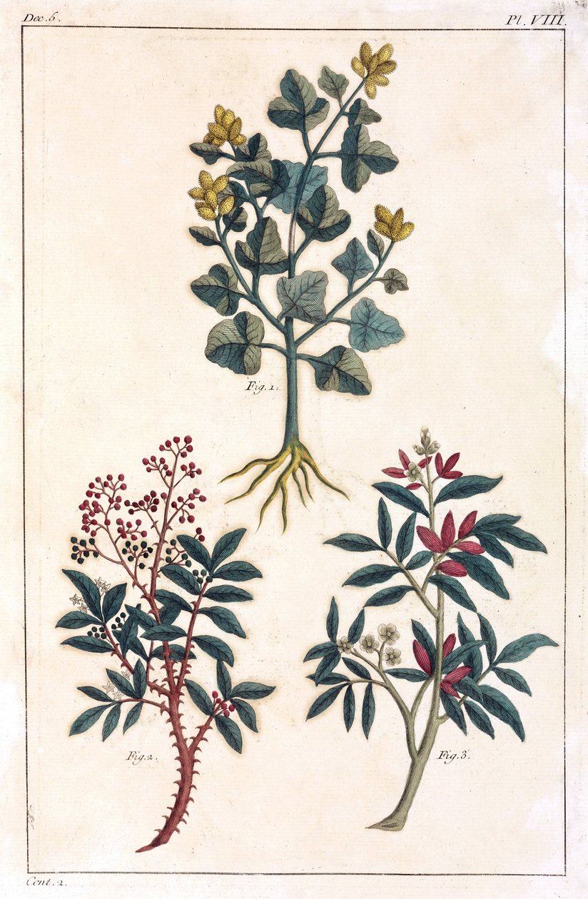 Plantes médicinales, Chine - Unbekannt