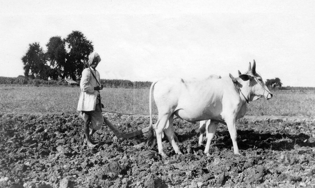 Labourage en Inde, 1917 - Unbekannt