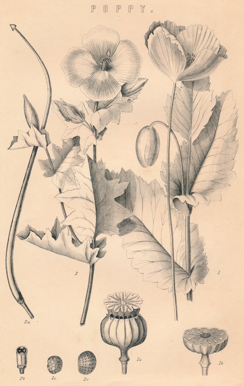 Coquelicot, 19e siècle - Unbekannt