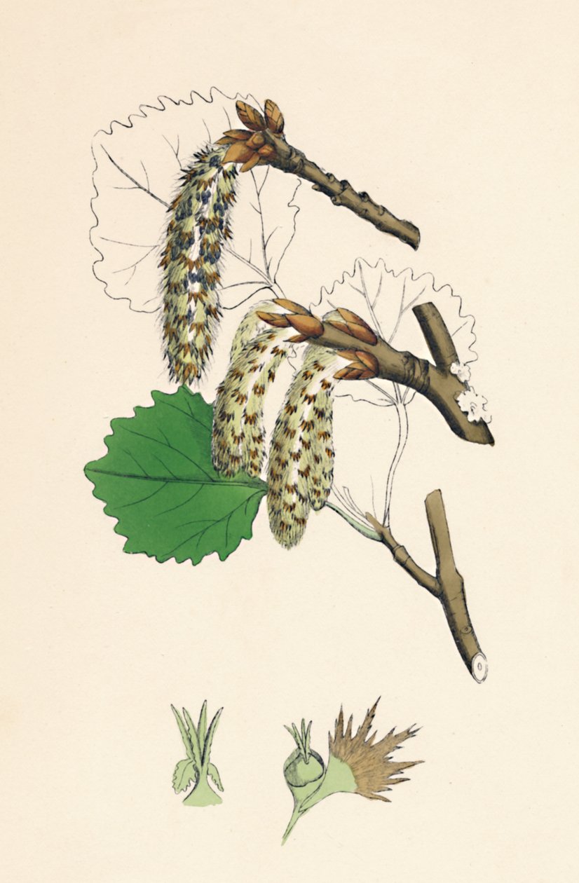 Populus tremula. Tremble, 19ème siècle - Unbekannt