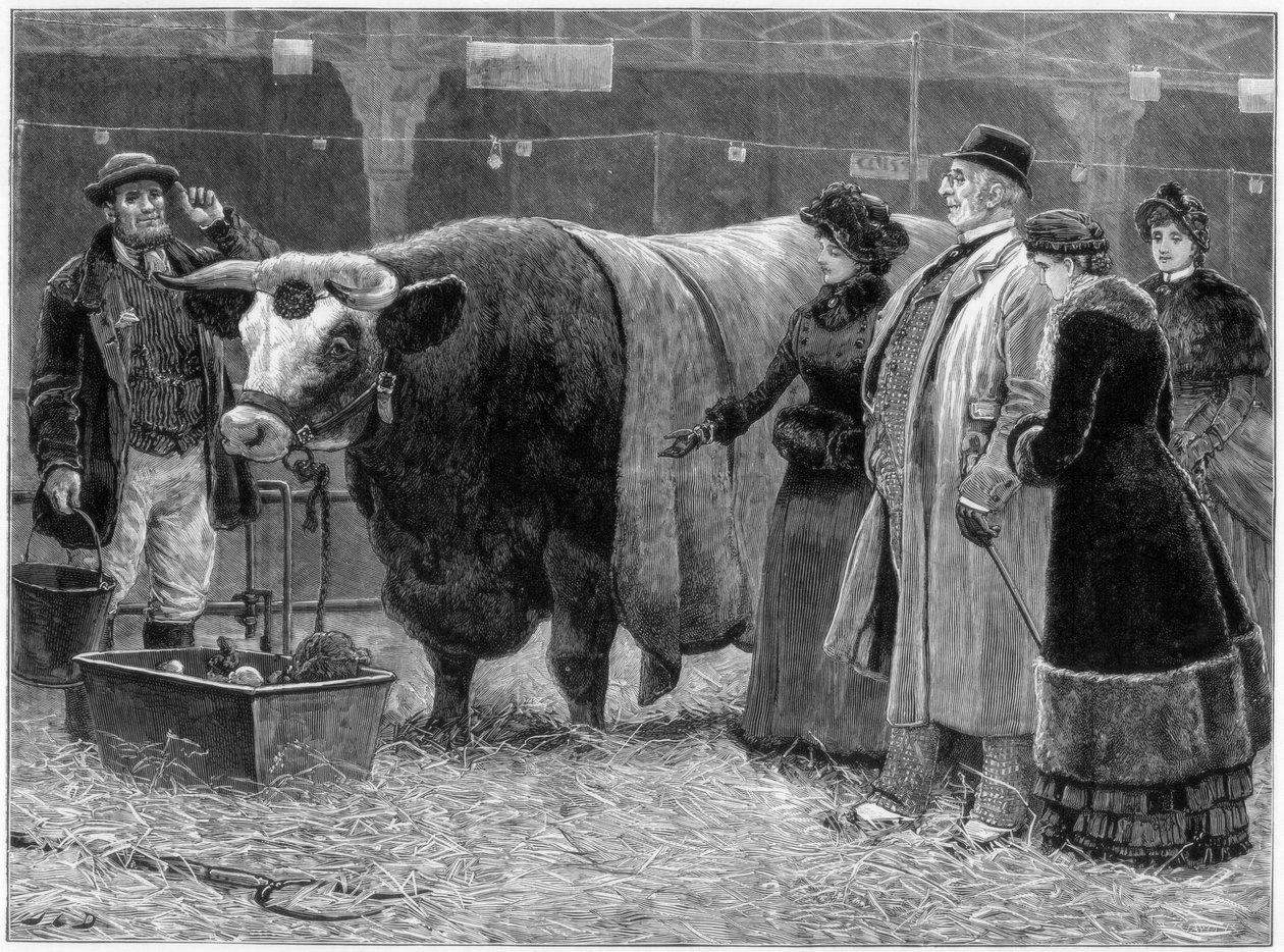 Taureau primé, 1883 - Unbekannt