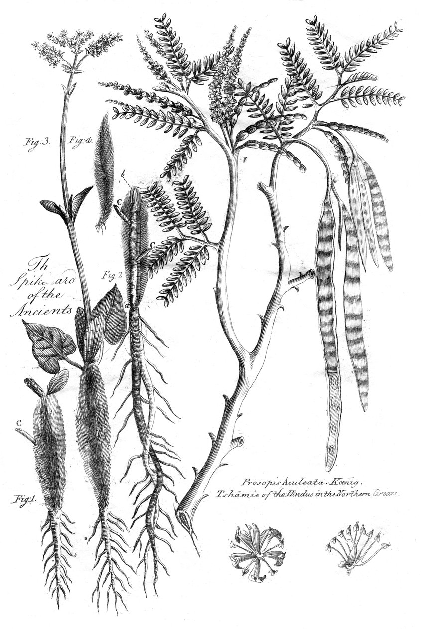 Prosopis Aculeata, 1799 - Unbekannt