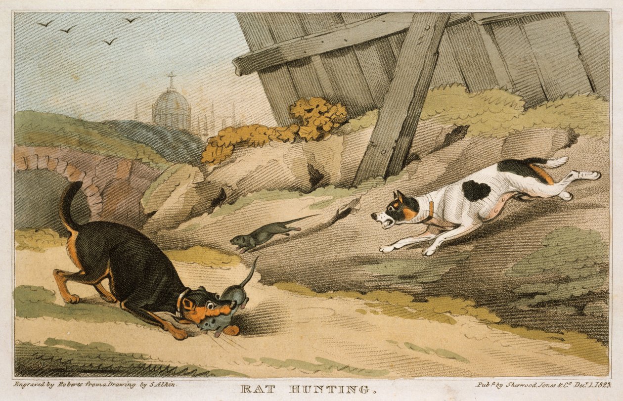 Chasse aux rats, 1823 - Unbekannt