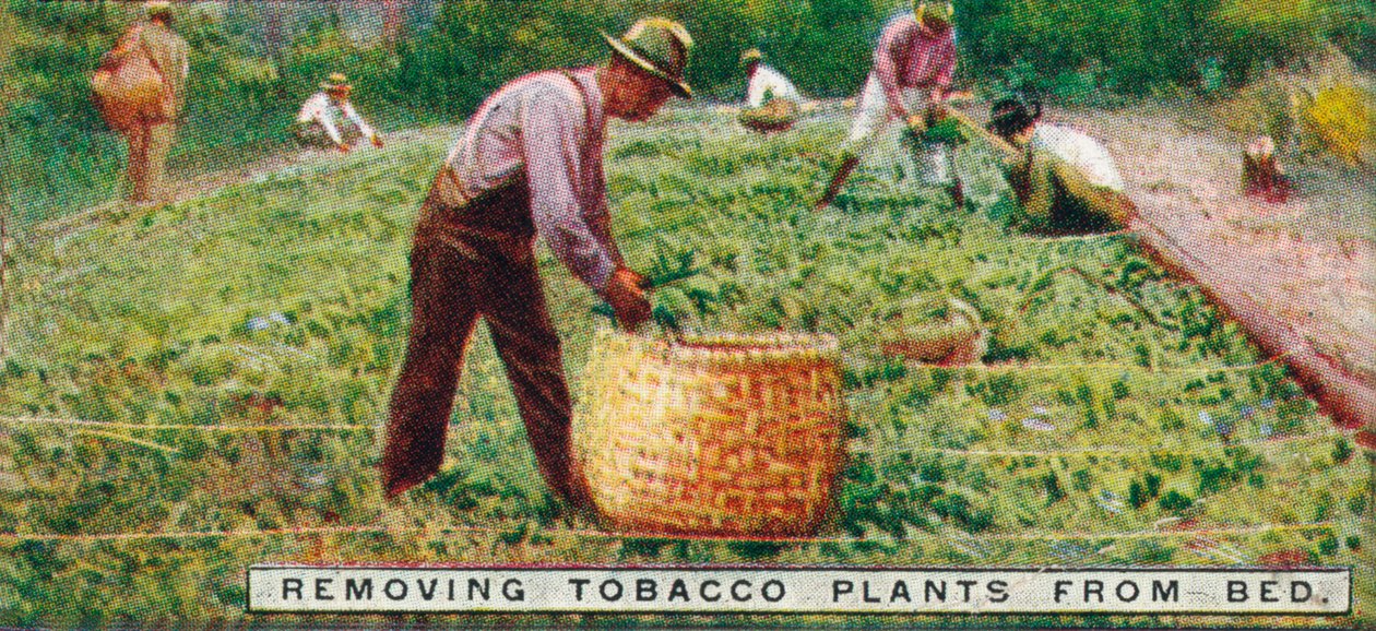 Enlèvement des plants de tabac du lit, 1926 - Unbekannt