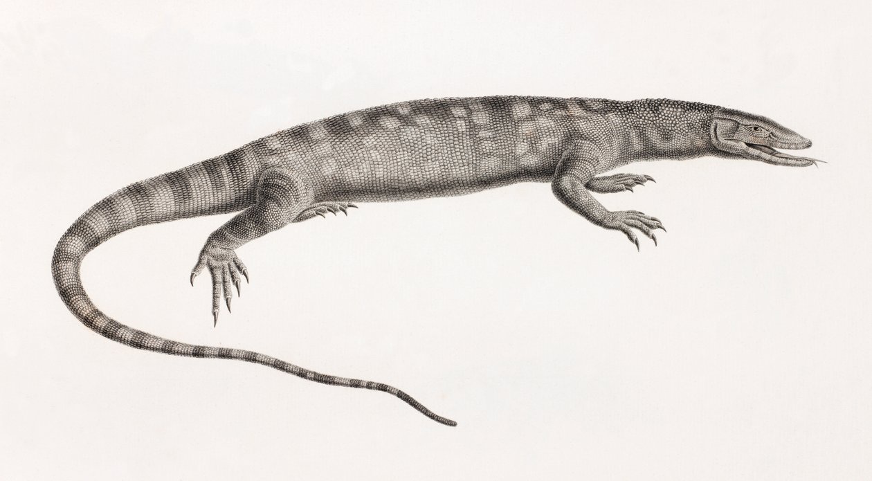 Reptiles : Ouaran de Forskal - Unbekannt