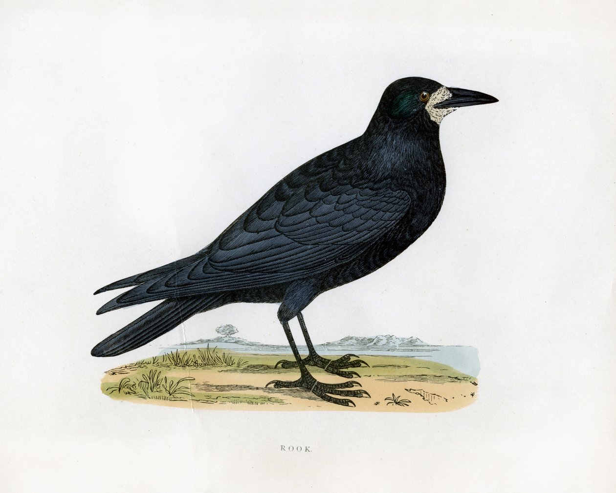 Corbeau, 19ème siècle - Unbekannt