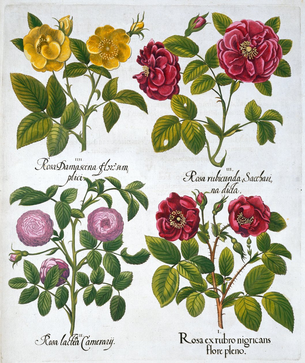 Roses, 1613 - Unbekannt