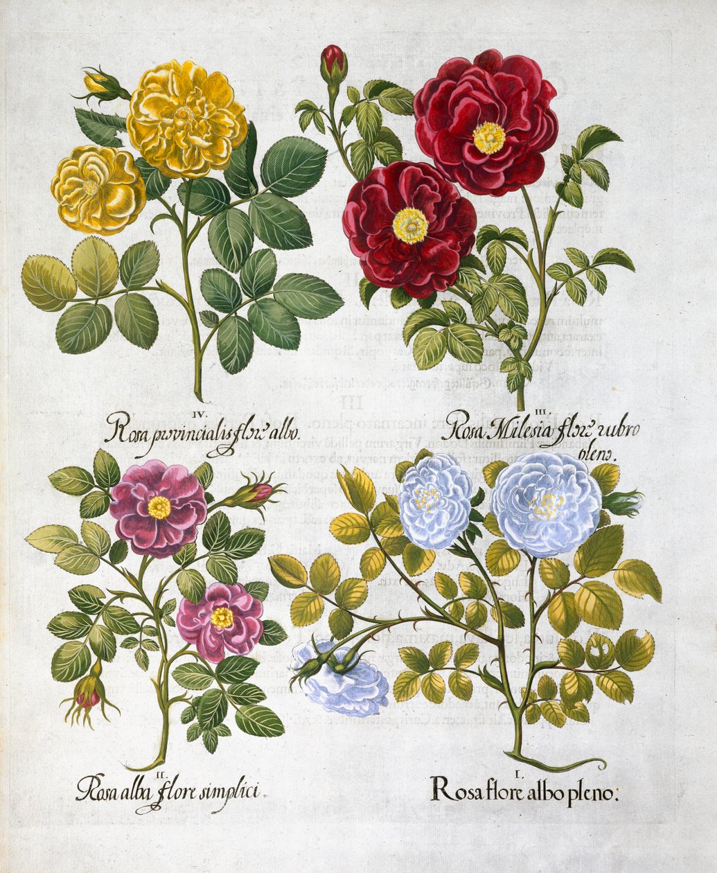 Roses, 1613 - Unbekannt