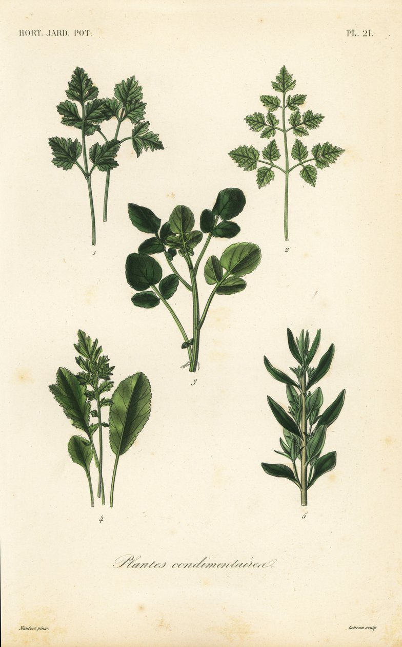 Plantes condimentaires pour salades - Unbekannt