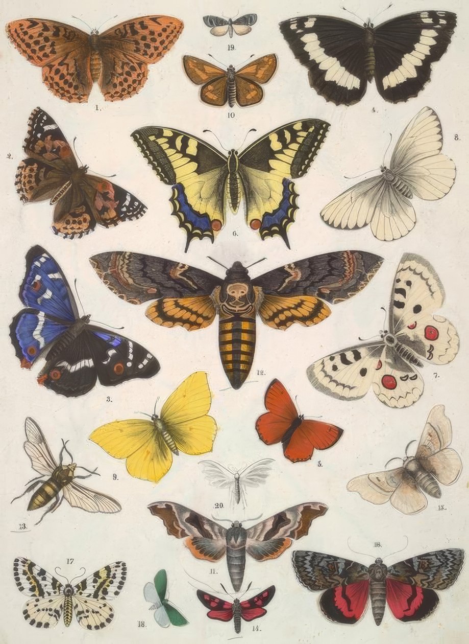 Papillons - Unbekannt