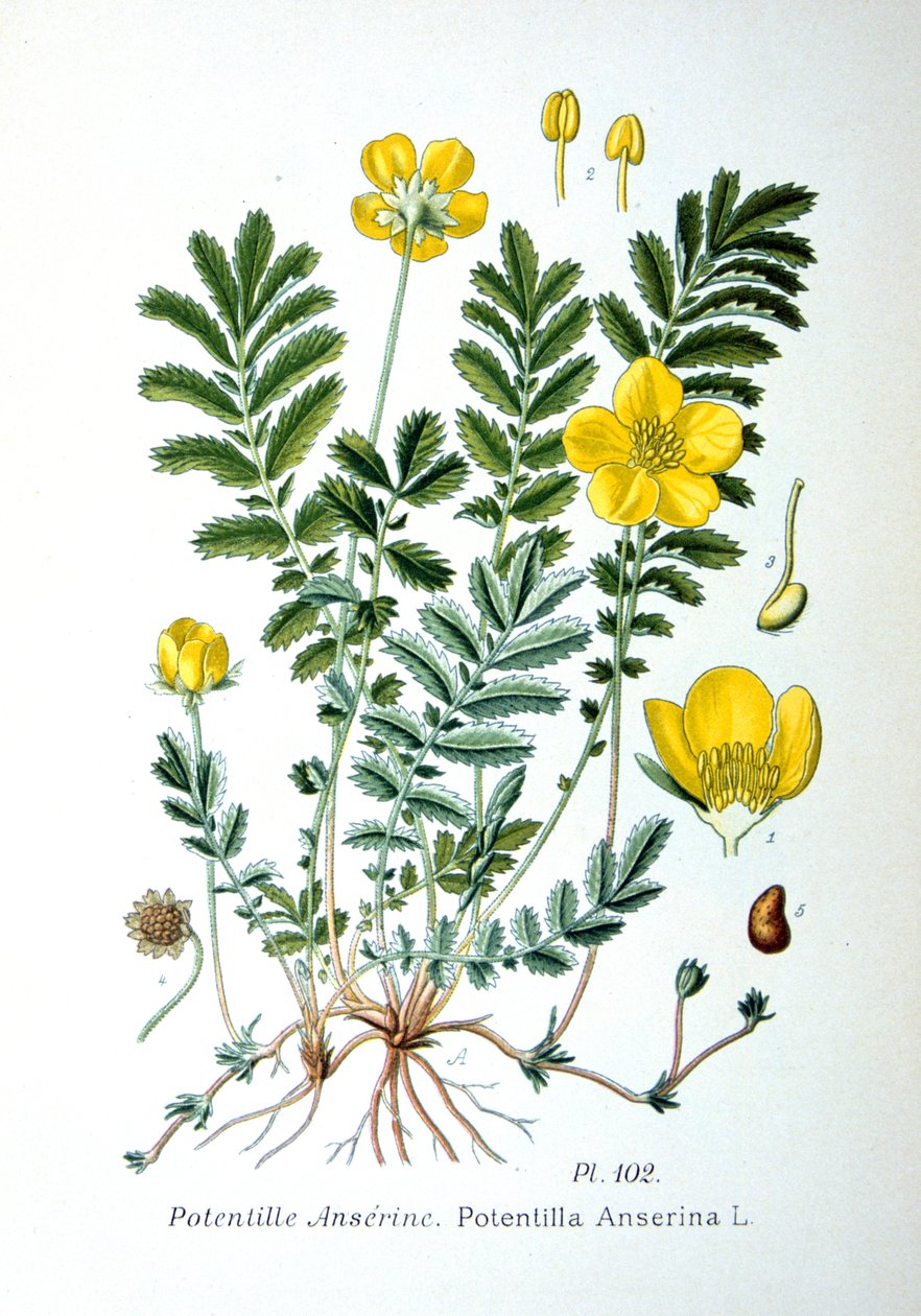Potentille, 1893 - Unbekannt