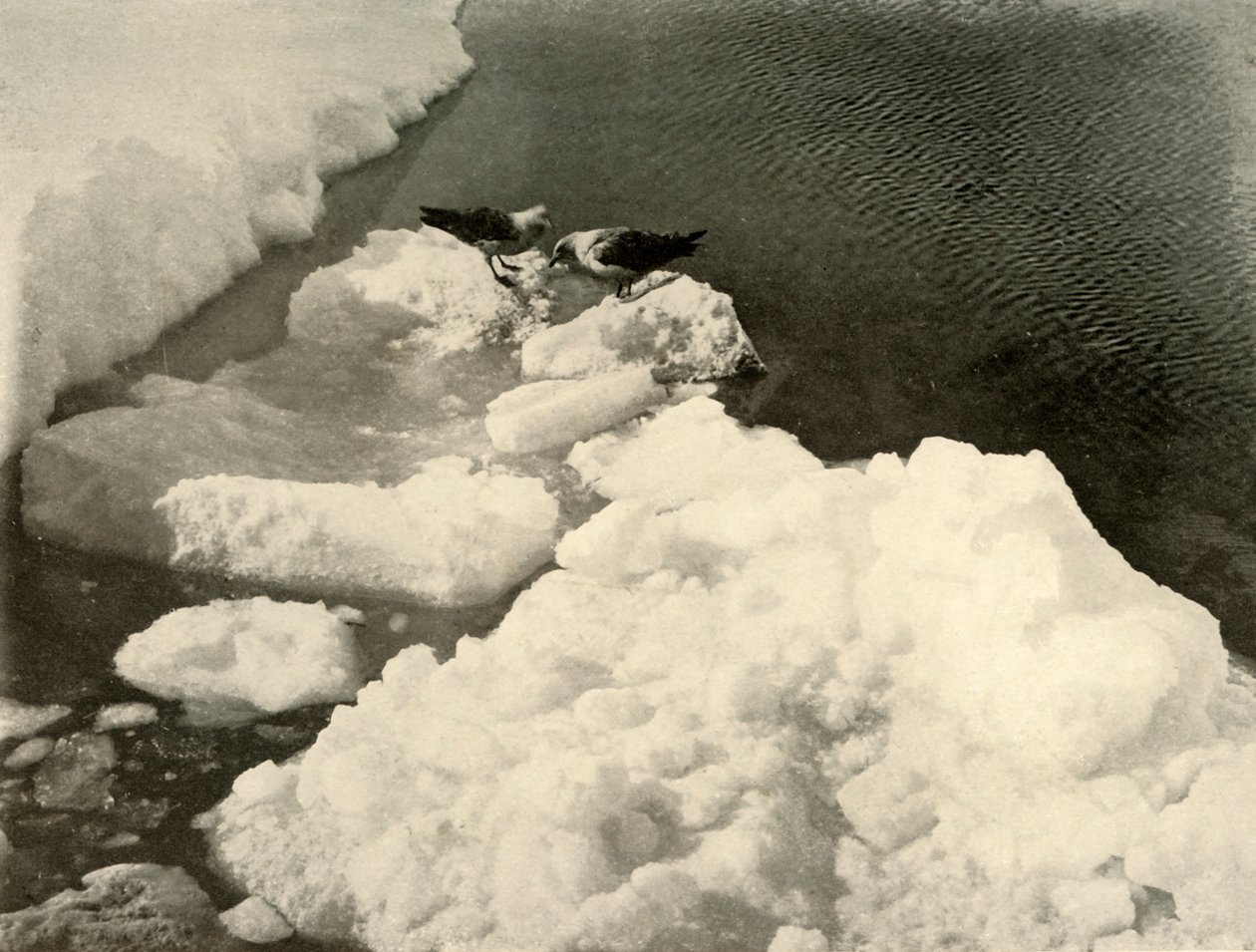 Goélands skuas au bord de la glace, vers 1908, 1909 - Unbekannt