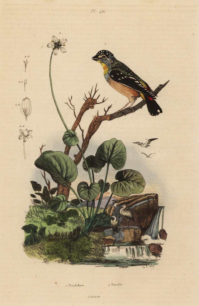 Pardalote tacheté - Unbekannt