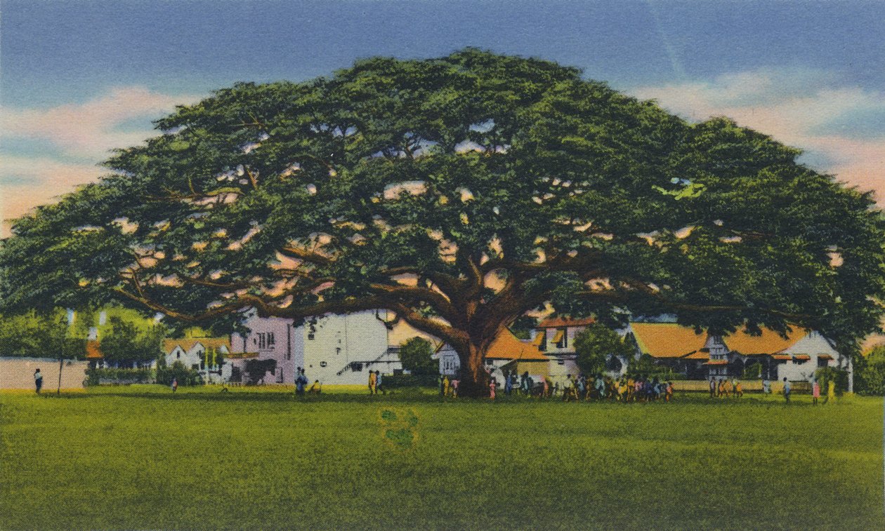 Arbre samoan étalé, Trinidad, B.W.I., vers 1940 - Unbekannt