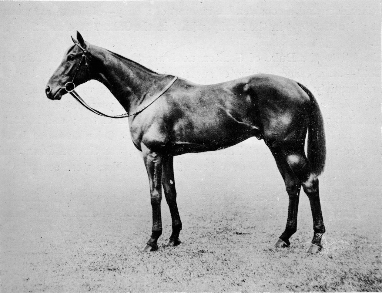 Swynford, 1907-1928, 1911 - Unbekannt
