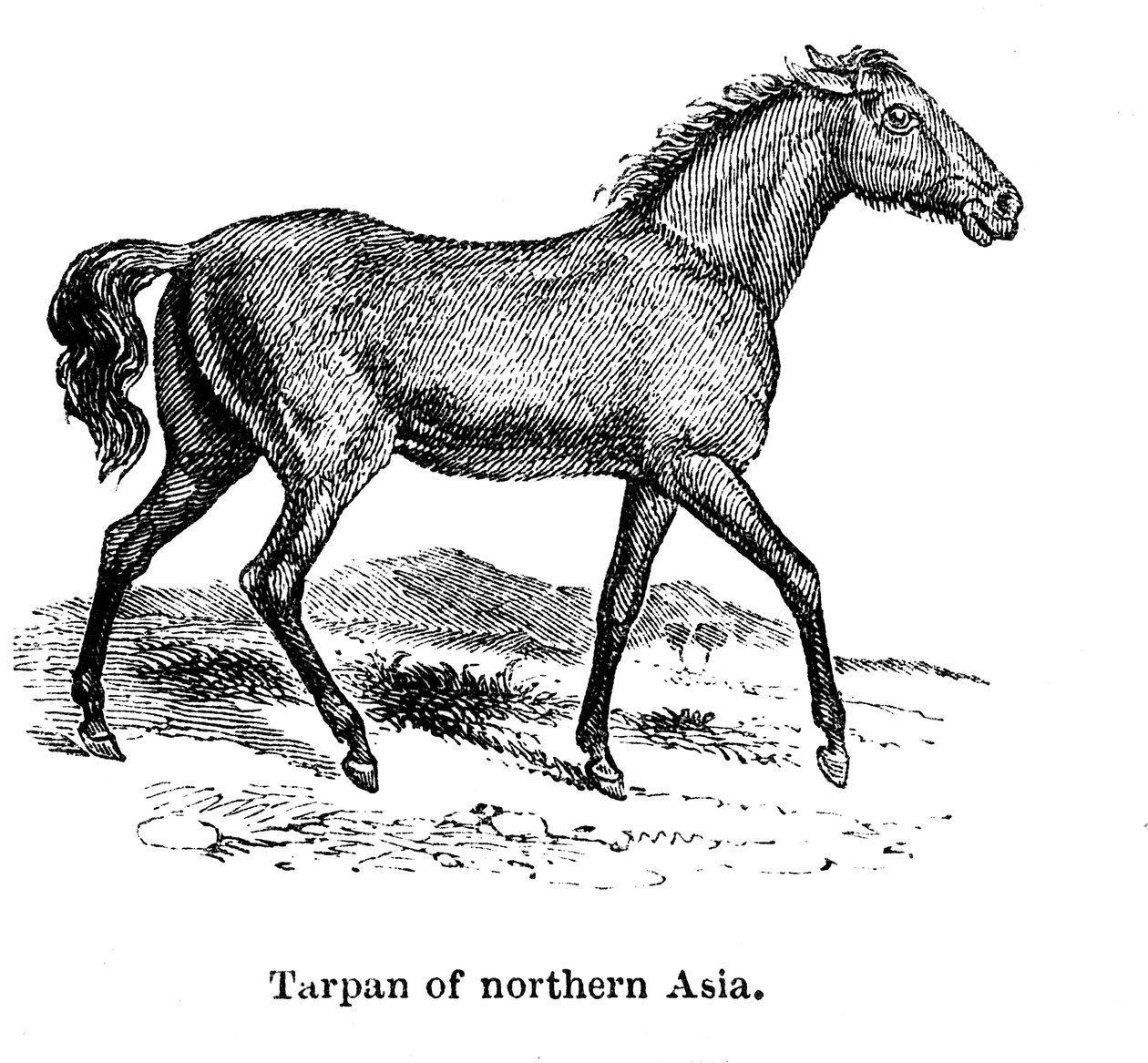 Tarpan, 1850 - Unbekannt