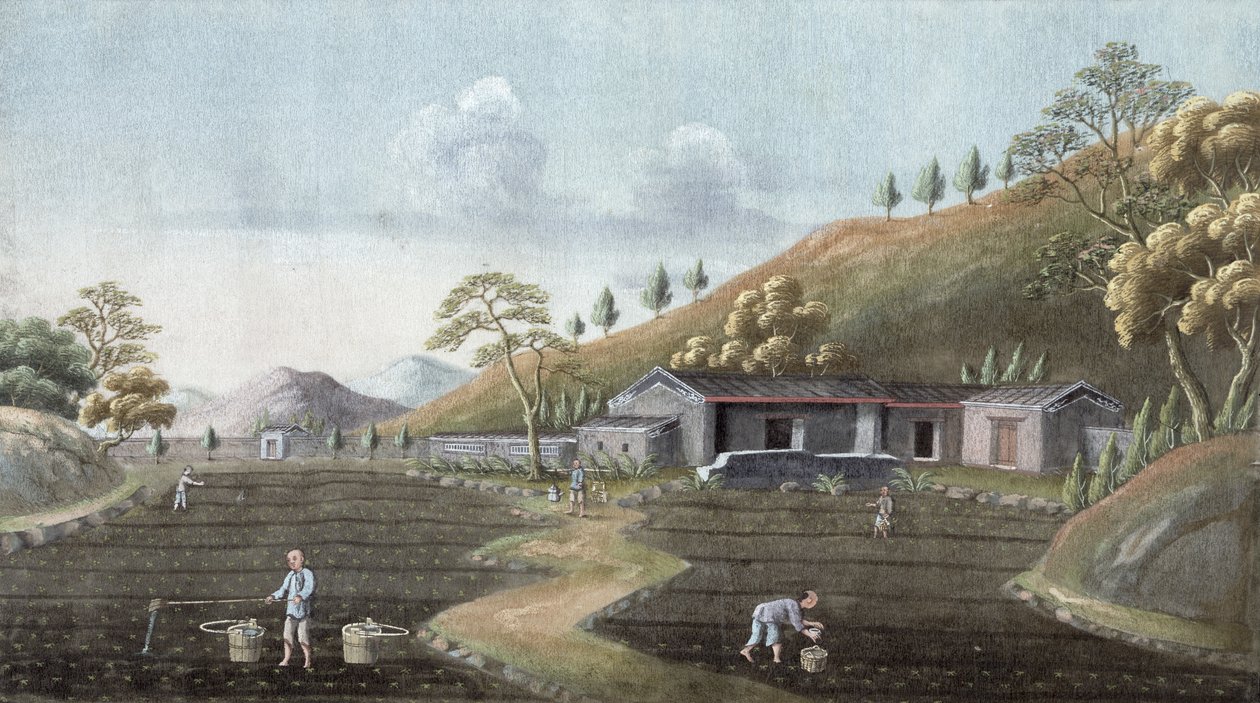 Plantation de thé, Chine, XIXe siècle - Unbekannt