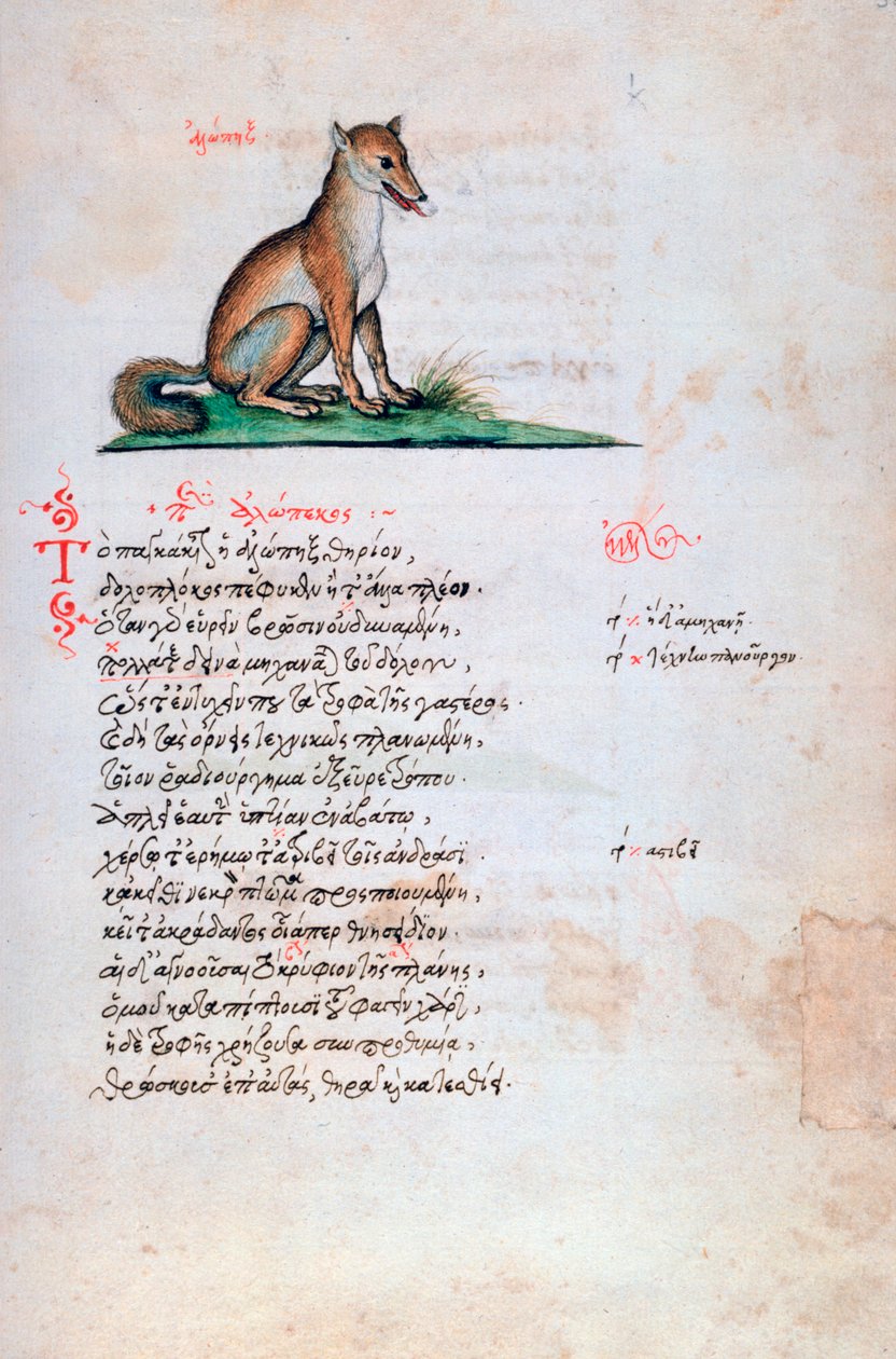 Le Renard, 1564 - Unbekannt